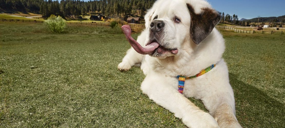 Hund mit der längsten Zunge