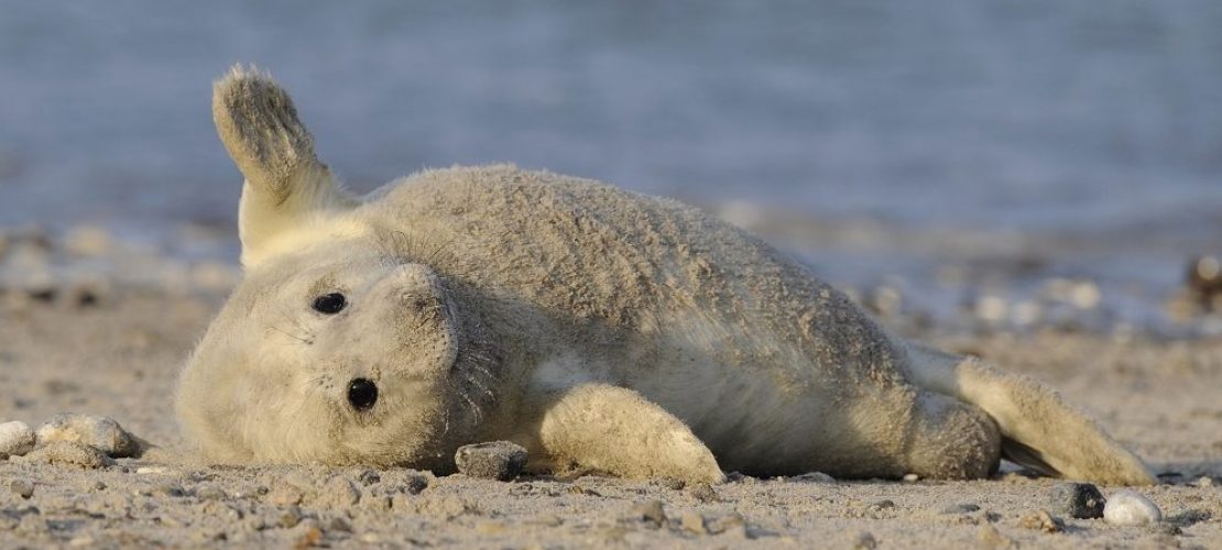 Kleine Robben auf Helgoland