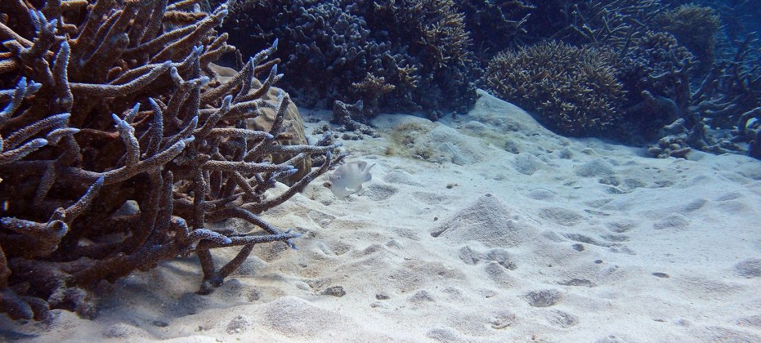 Blick auf Korallen und Sand. (Foto: dpa)