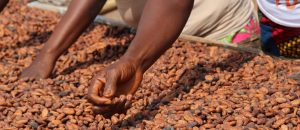 Bis Kakaobohnen zu Schokolade verarbeitet werden können, müssen sie zuvor sehr lange bearbeitet werden. Hier trocknen die Bohnen in der Sonne. Foto: dpa