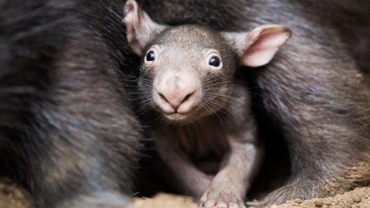 Der kleine Wombat Apari schaut aus dem Beutel seiner Mutter Tinsel. (Foto: dpa)