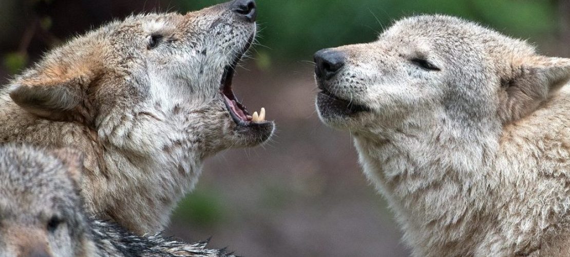 ARCHIV - 13.04.2018, Baden-Württemberg, Cleebronn: Europäische Wölfe heulen im Wildparadies Tripsdrill. Foto: Sebastian Gollnow/dpa