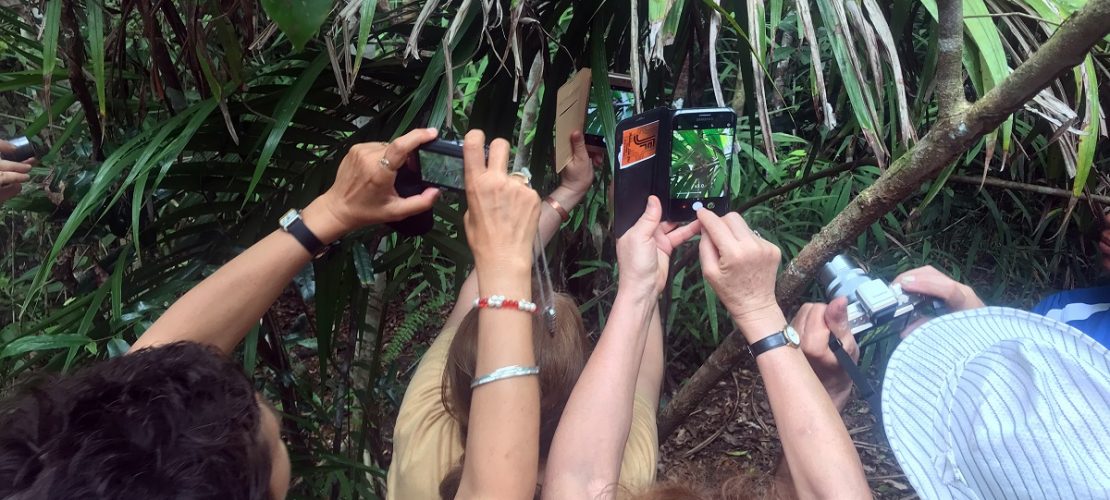 Viele Touristen wollen unbedingt ein Foto von einem Koboldmaki machen. (Foto: Christoph Sator/dpa)