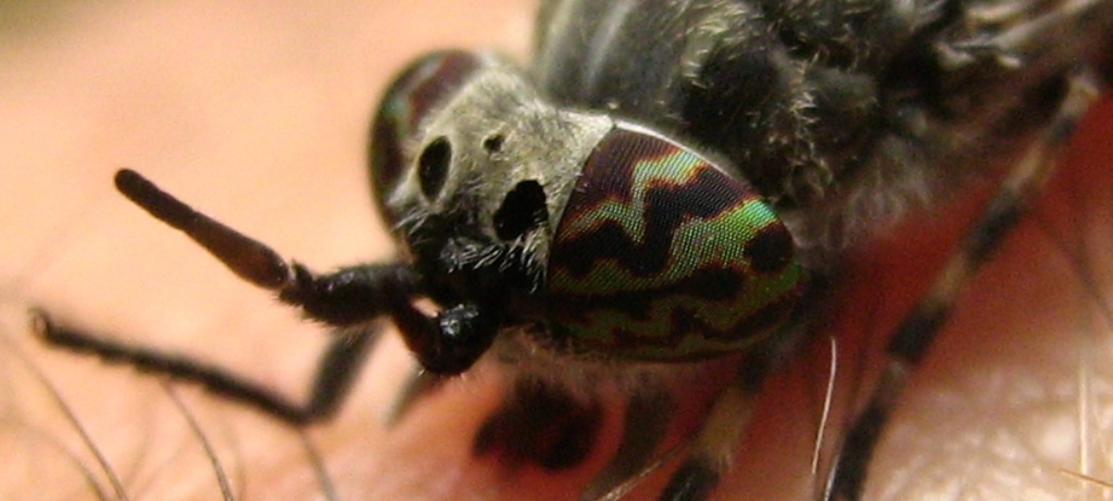 Warum stechen Insekten und was kann man dagegen tun?