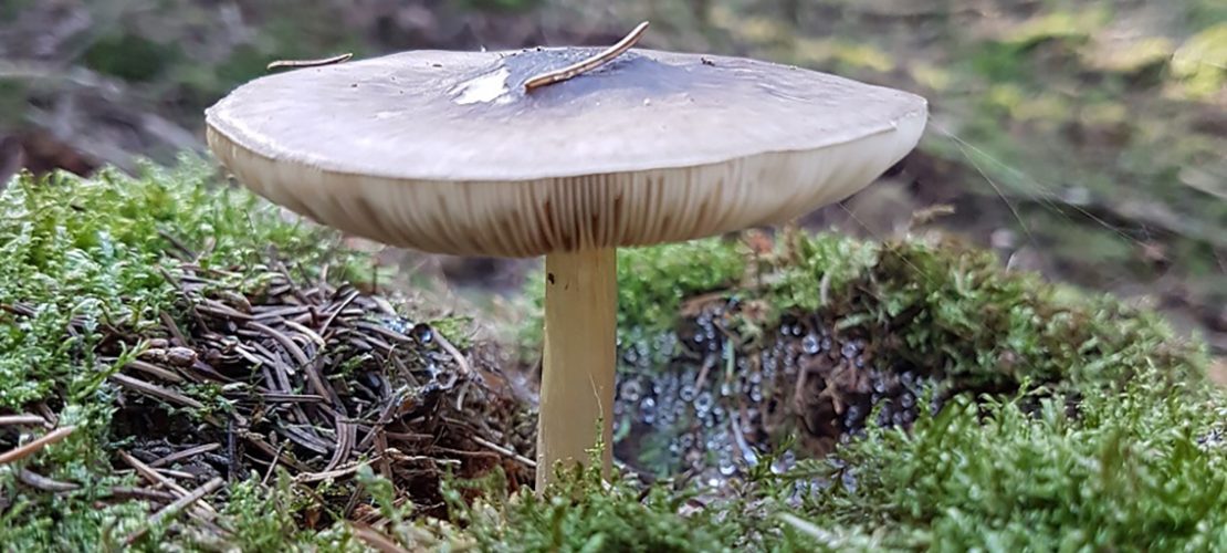 Ein Hobby für Kenner – ab in die Pilze