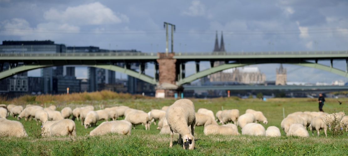 Schaf sein in Köln am Rhing