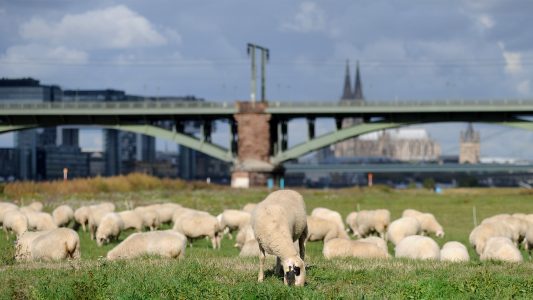Schaf sein in Köln am Rhing