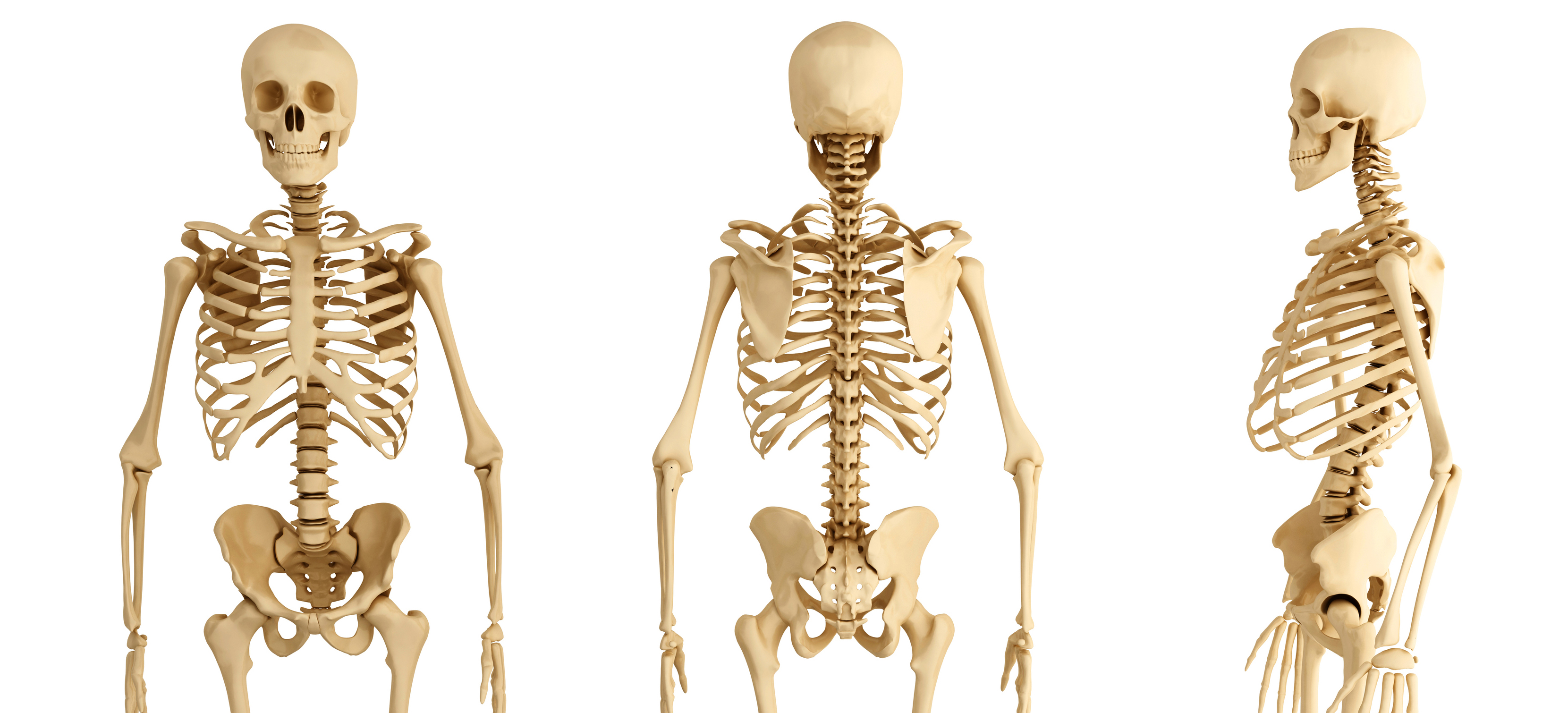 Bone people. Скелет человека. Скелет человека для детей. Скелет человека картинка. Скелет человека для дошкольников.