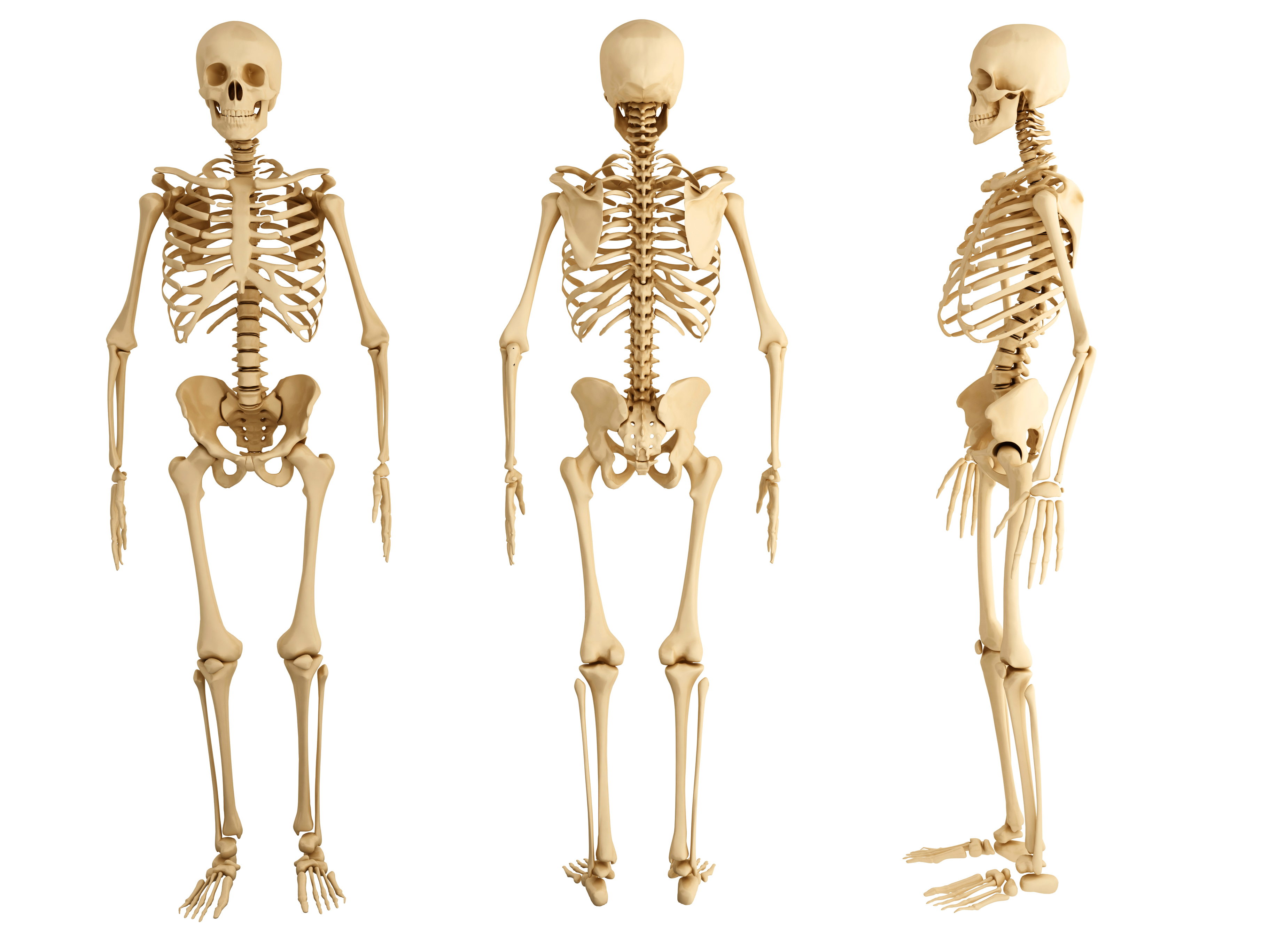 И молодые люди кости человека. Человеческий скелет. Кости человека. Кости скелета человека. Скелет человека со всех сторон.