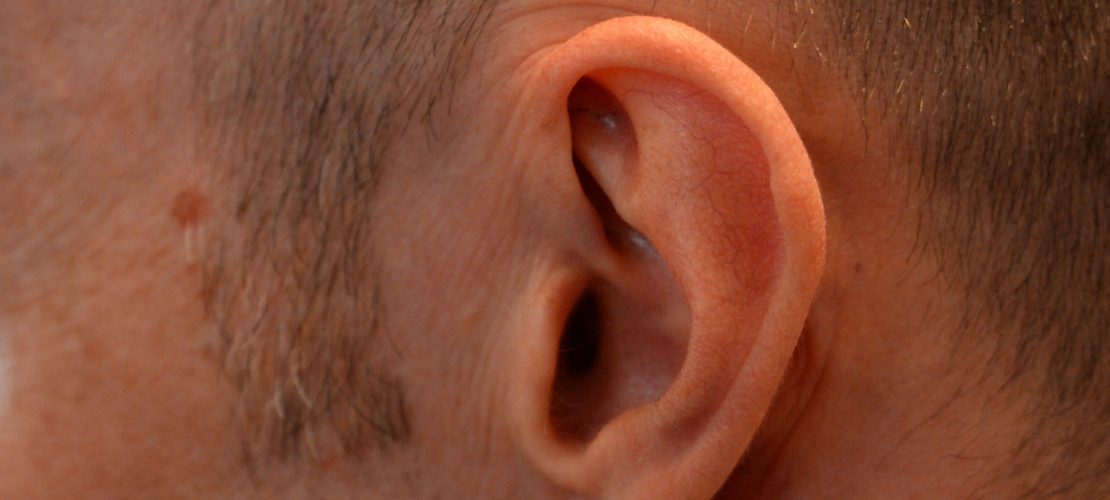 Wie das Fell einer Trommel – Das Ohr