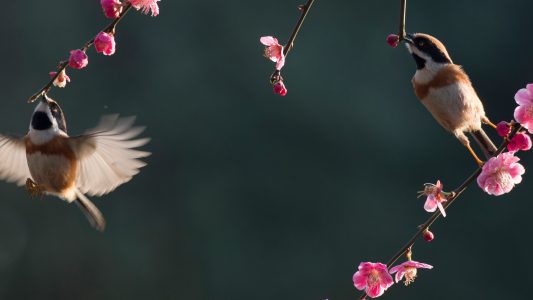 Rückwärts fliegen – Kolibris