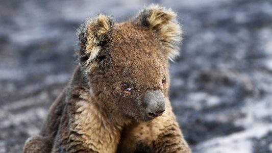 Koalas in großer Not
