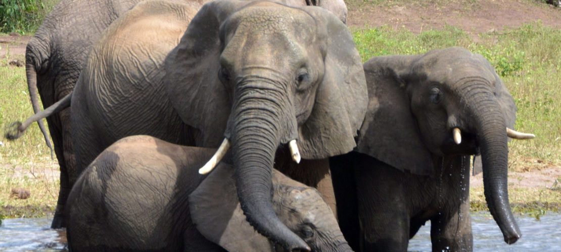 Hilfe für die Elefanten
