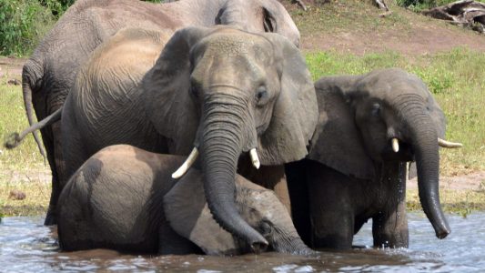 Hilfe für die Elefanten