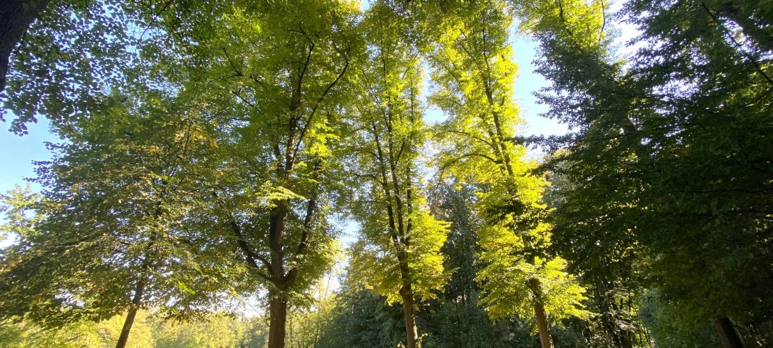 Wo Bäume das Klima schützen können
