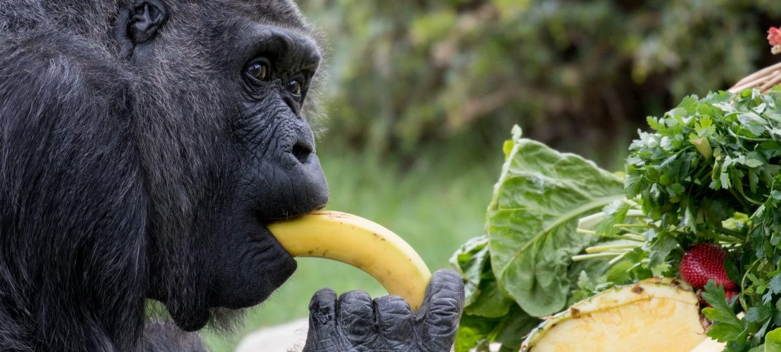 Fressen Affen wirklich so gerne Bananen?