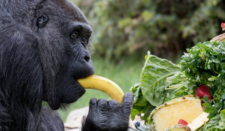 Fressen Affen wirklich so gerne Bananen?