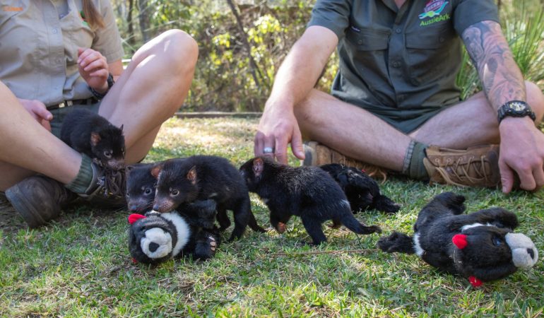 Spiel-Treffen für vier Tasmanische Teufel