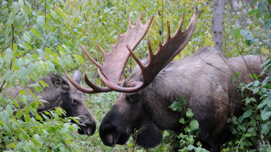 Könige der Wälder: Auf den Spuren von Elchen in Alaska