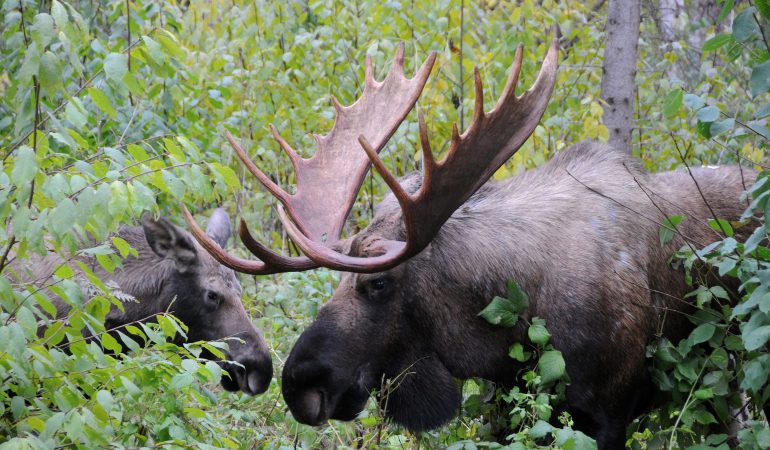 Könige der Wälder: Auf den Spuren von Elchen in Alaska