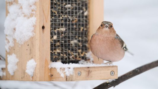 Winter-Buffet für unsere Vögel